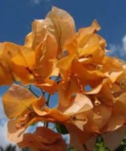 Marilyn-Hatten Bougainvillea flowers