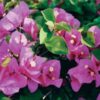 Maureen-Hatten Bougainvillea Flowers