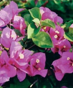 Maureen-Hatten Bougainvillea Flowers