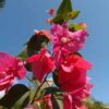 Bougainvillea Flowers Online