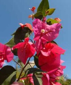 Bougainvillea Flowers Online