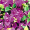 Queen-Violet Bougainvillea Flowers