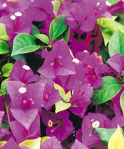 Queen-Violet Bougainvillea Flowers