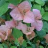 Rosa-Preciosa Bougainvillea Flowers