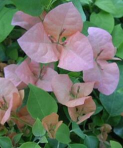 Rosa-Preciosa Bougainvillea Flowers