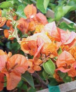Rosenka Bougainvillea Flowers