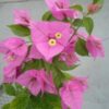 Sanderiana Bougainvillea Flowers