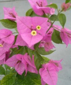 Sanderiana Bougainvillea Flowers