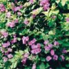 Sao-Paulo Bougainvillea Flowers