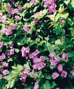 Sao-Paulo Bougainvillea Flowers