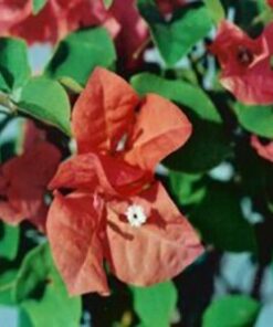 Sundown-Orange Bougainvillea Flowers