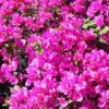 Temple-Fire Bougainvillea Flowers