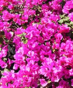 Temple-Fire Bougainvillea Flowers