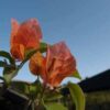 Bougainvillea Flowers