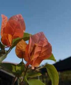 Bougainvillea Flowers