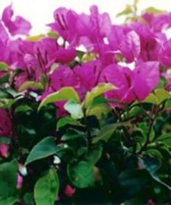 Texas-King Bougainvillea Flowers