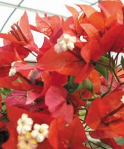 Tomato-Red Bougainvillea Flowers