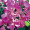 Twilight-Delight Bougainvillea Flowers