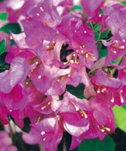 Twilight-Delight Bougainvillea Flowers