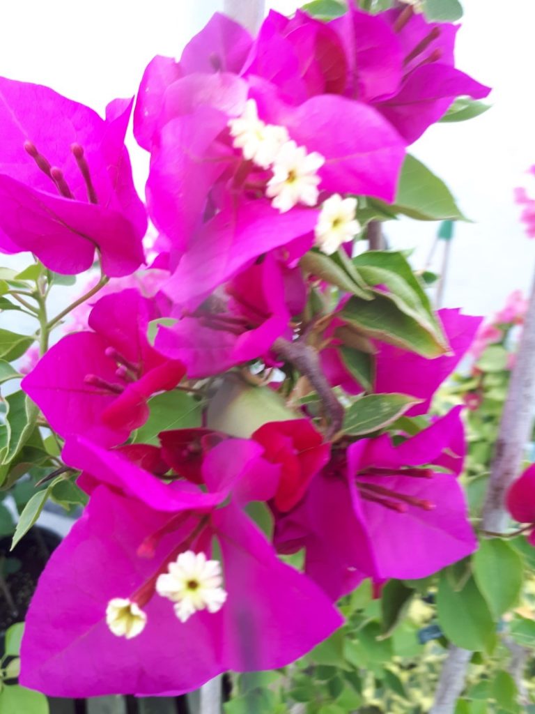 Buy Bougainvilleas Online | Westdale Nursery