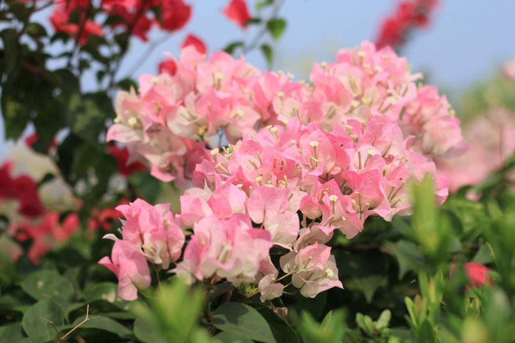 How to Prune A Bougainvillea