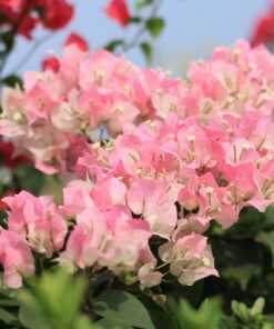 How to Prune A Bougainvillea